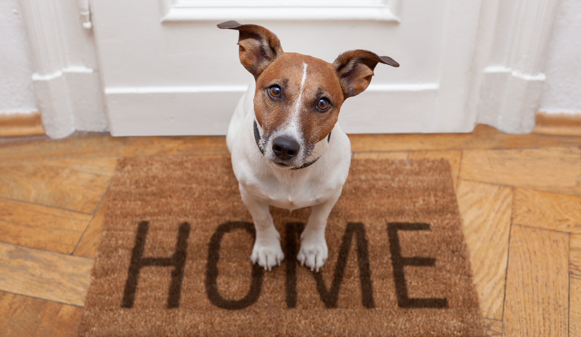 home-pet-sitting-doggy-day-care-pet-care-hamilton-new-zealand